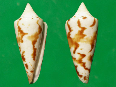  p>将军芋螺(学名:strategoconus generalis)贝壳厚实,体螺层为较瘦长