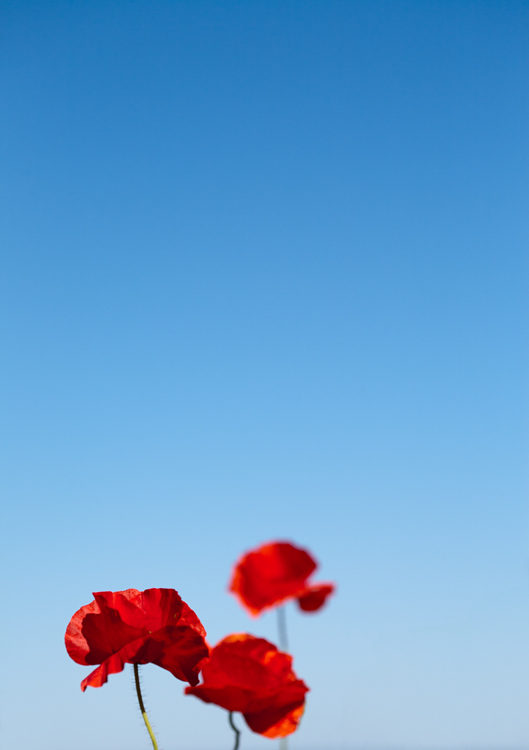  p>佛兰德斯红罂粟(英文名称:flanders field poppy)属罂粟科,一,二年