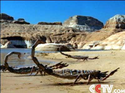  p>布龙度蝎子(学名brontoscorpio anglicus),又名 a target="_blank"