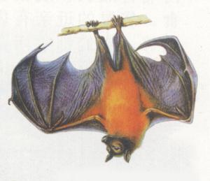  p>亨德拉病毒(hendravirus,hev),亨德拉病毒旧称马科麻疹病毒(equine