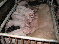  p> b>哺乳母猪 /b>一般指 a target="_blank" href="/item/怀孕母猪"