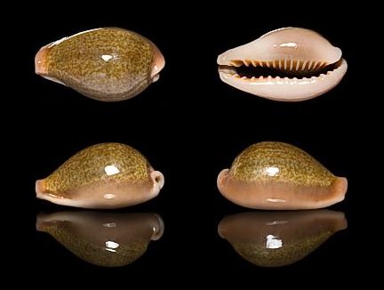 golden-bellied egg cowrie