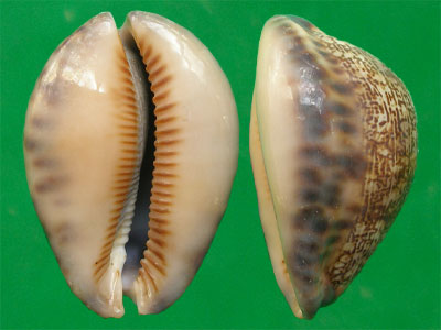  p>吉布宝螺(学名:mauritia arabica gibba)是 a