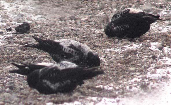  p>黑百灵(学名: i>melanocorypha yeltoniensis /i>),是百灵科百灵属