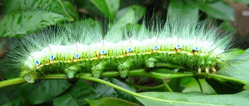  p>樟蚕eriogyna pyretorum(westwood, 1847)是属于鳞翅目大蚕蛾科的