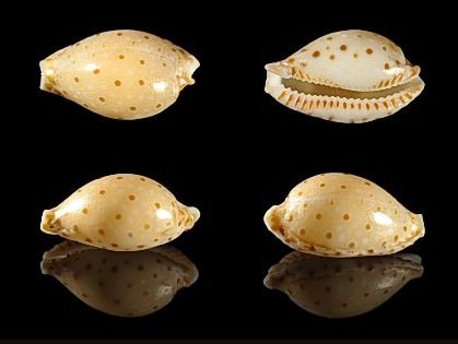  p>贝氏宝螺(学名:erosaria beckii beckii)是腹