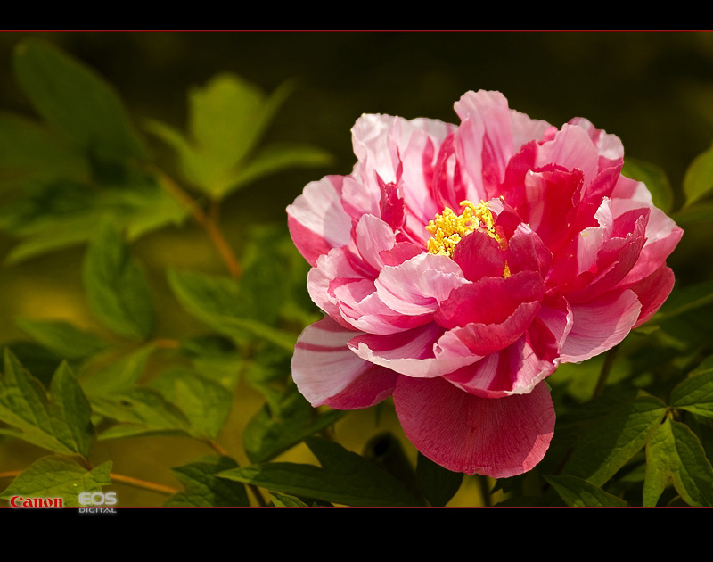 太空育种即航天育种,也称空间 a target="_blank" href="/item/诱变