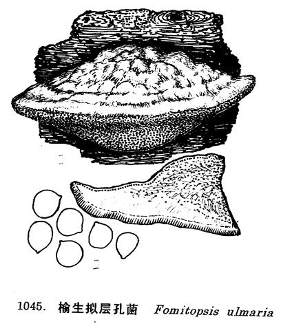  p>子实体大,多年生,木栓质,无柄,菌盖半圆形,较厚,最大直径可达30cm