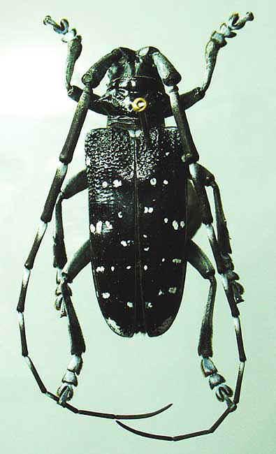  p data-id="gn5kjdp7m0">成虫体长17.5-39毫米.体为黑色,有光泽.