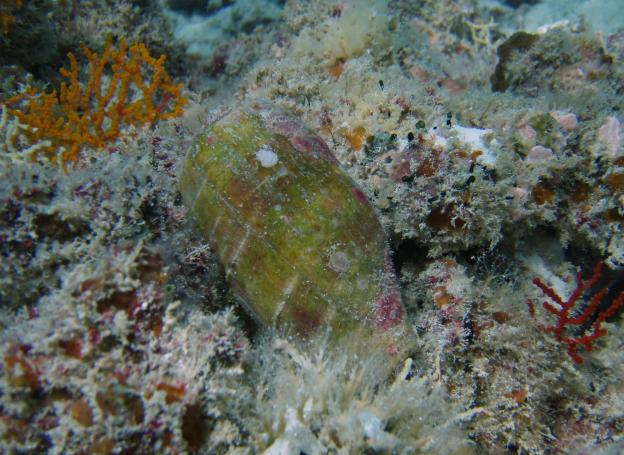  p>郁金香芋螺(学名:gastridium tulipa) a target="_blank" href="