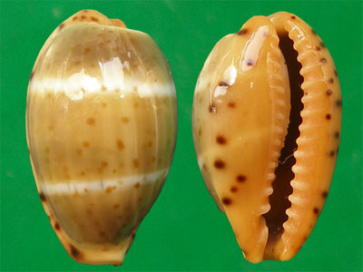  p>双线宝螺(学名:palmadusta lutea lutea)是腹足纲宝螺科的 a href=