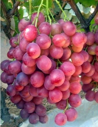 x79vdm2w">大红提,原产 a target="_blank" href="/item/美国/125486"