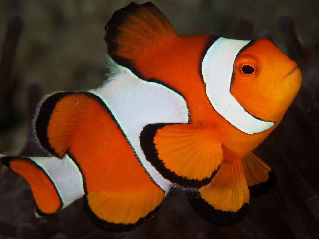  p>眼斑双锯鱼(学名: i>amphiprion ocellaris /i>)是雀鲷科,双锯鱼属