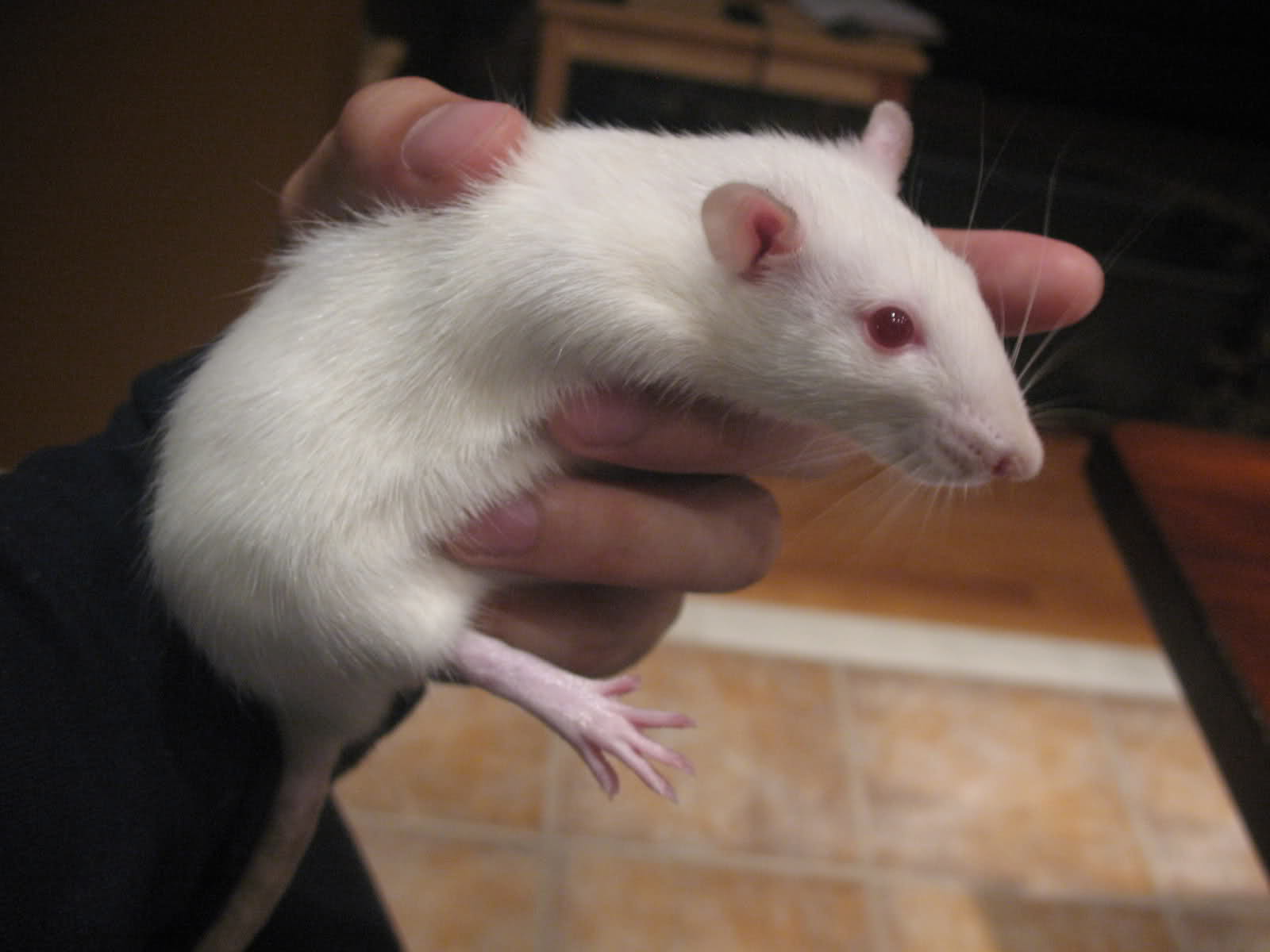 白老鼠