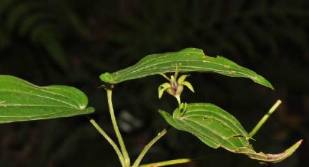 百部（百部科百部属植物）_百度百科