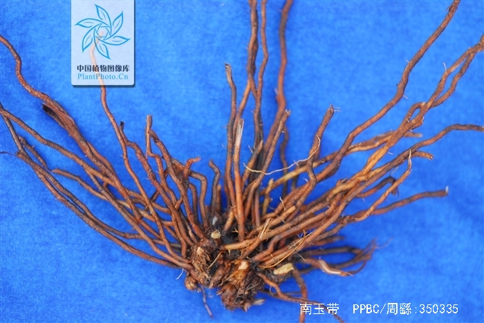  p> b>南玉带 /b>是 a href="#" data-lemmaid="6632464">天门冬科 /a