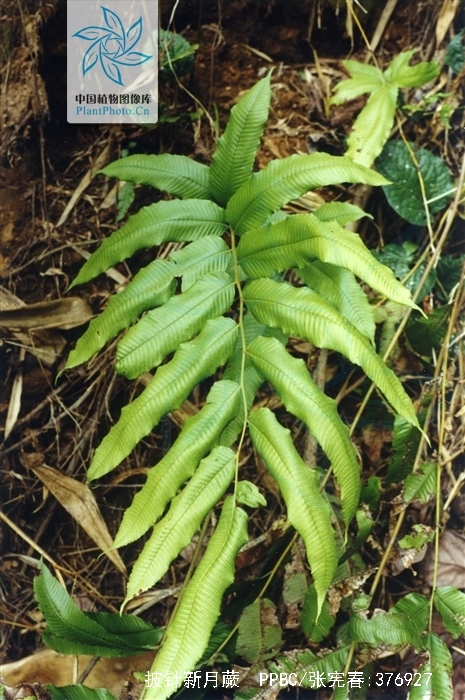  p>披针新月蕨植株高1-2米.