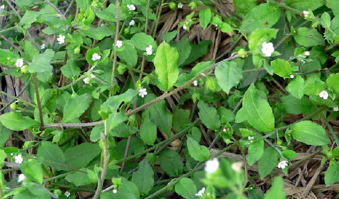  p>柔弱斑种草(学名:bothriospermum tenellum)是紫草科斑种草属的