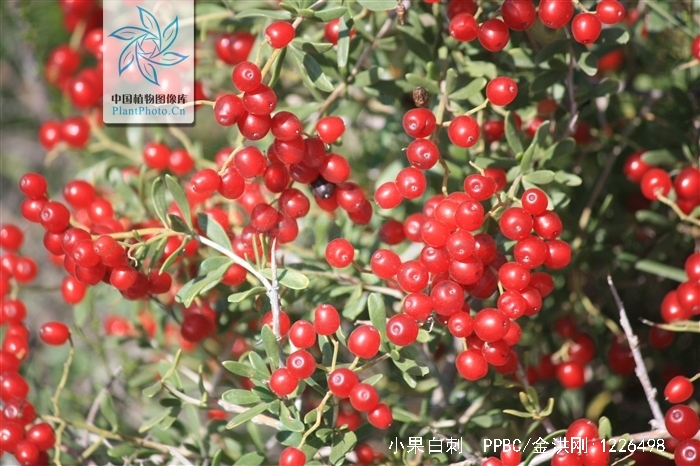  p>小果白刺(学名: i>nitraria sibirica /i> pall.