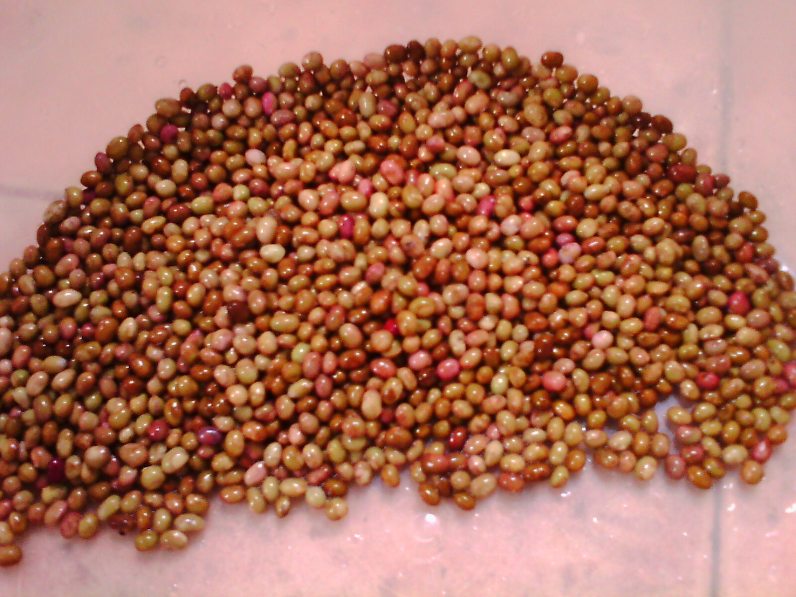 漆树科黄连木属的灌木或小乔木植物,树皮灰色,小枝具棕色皮孔,幼枝