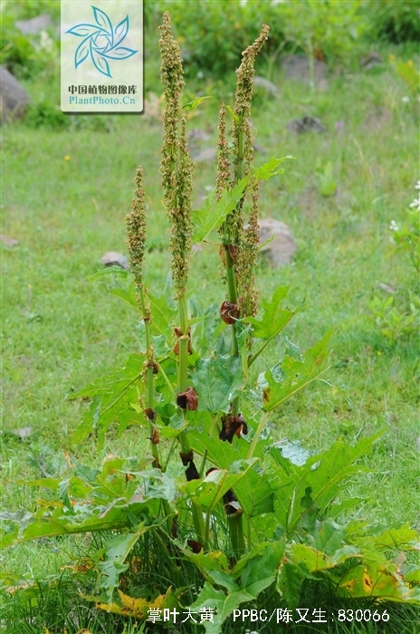  p>掌叶大黄( i>rheum palmatum /i> l.