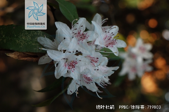  p>锈叶杜鹃(学名: i>rhododendron siderophyllum /i> franch.