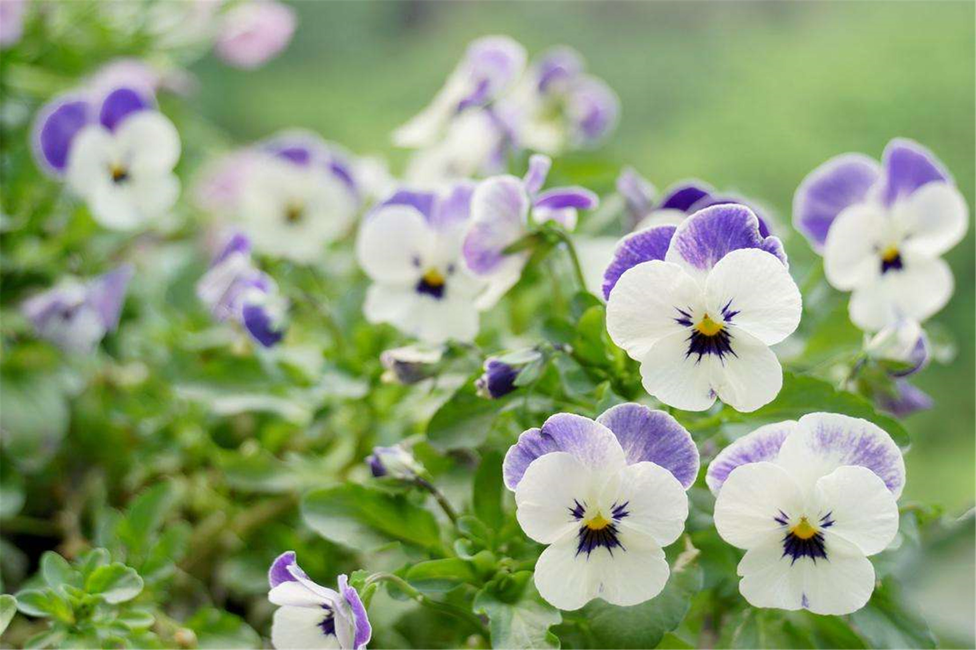  p>角堇(学名: i>viola /i>  i>cornuta /i>  l.