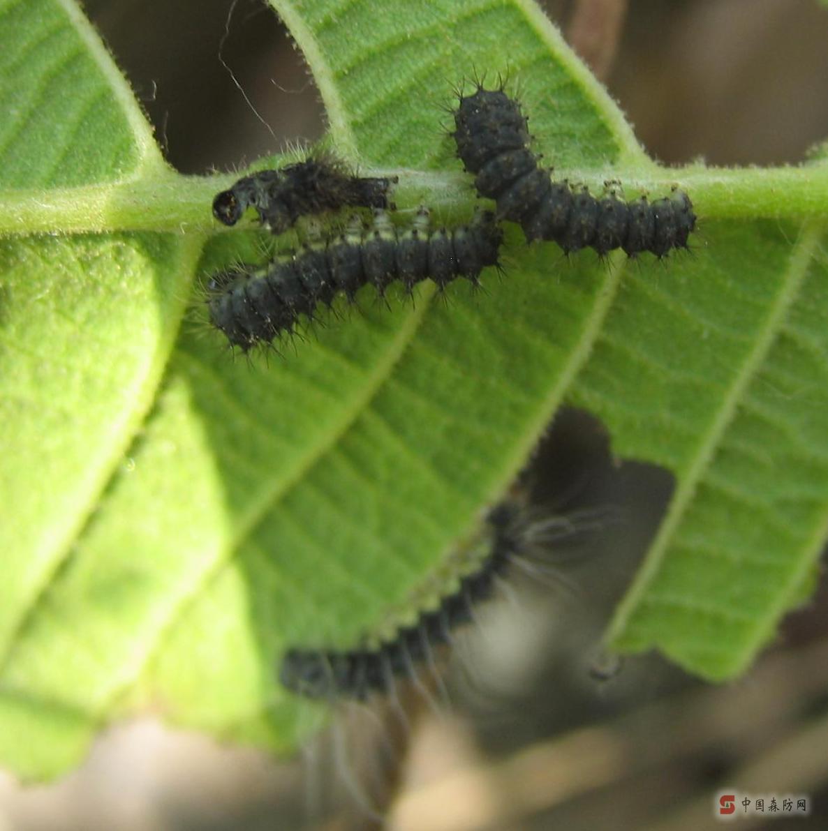  p>银杏大蚕蛾,dictyoploca japonica butler,又名白果蚕,栗大蚕蛾