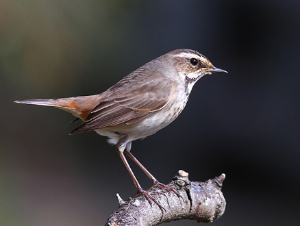  p>蓝点颏(学名: i>luscinia svecica /i>)亦称"蓝喉歌鸲",通称蓝靛颏