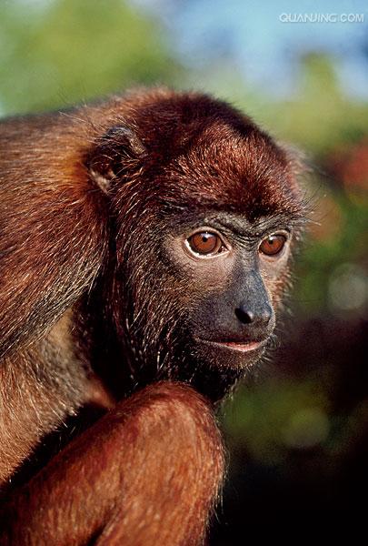 colombian red howling monkey