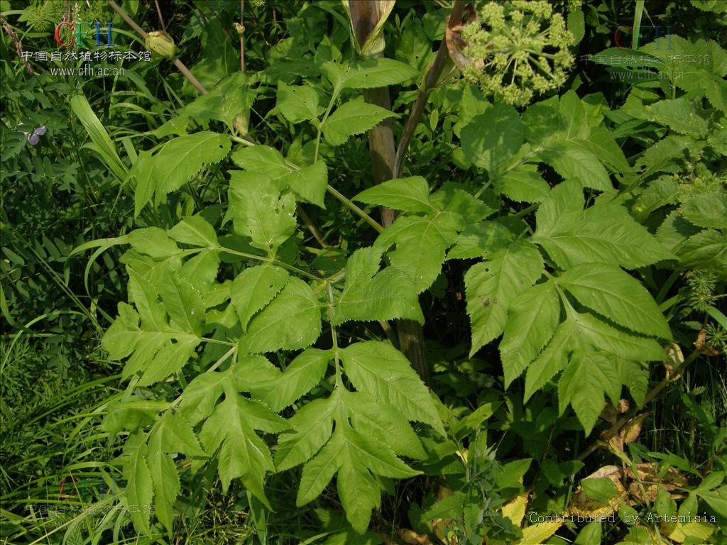 ostericum viridiflorum (turcz.) kitagawa