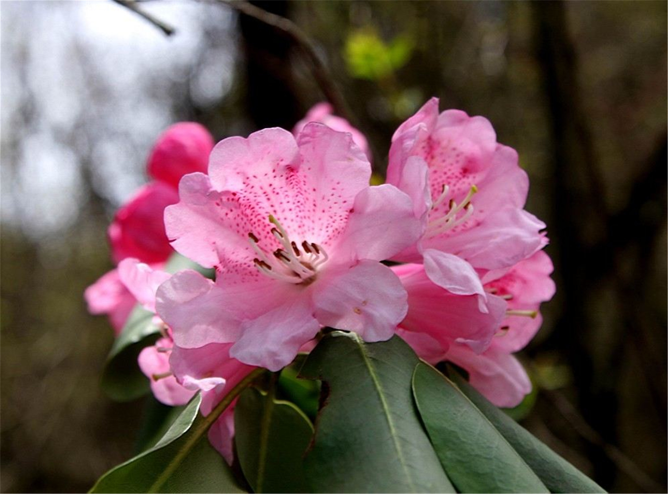  p>高山杜鹃(学名: i>rhododendron lapponicum /i> (l.) wahl.