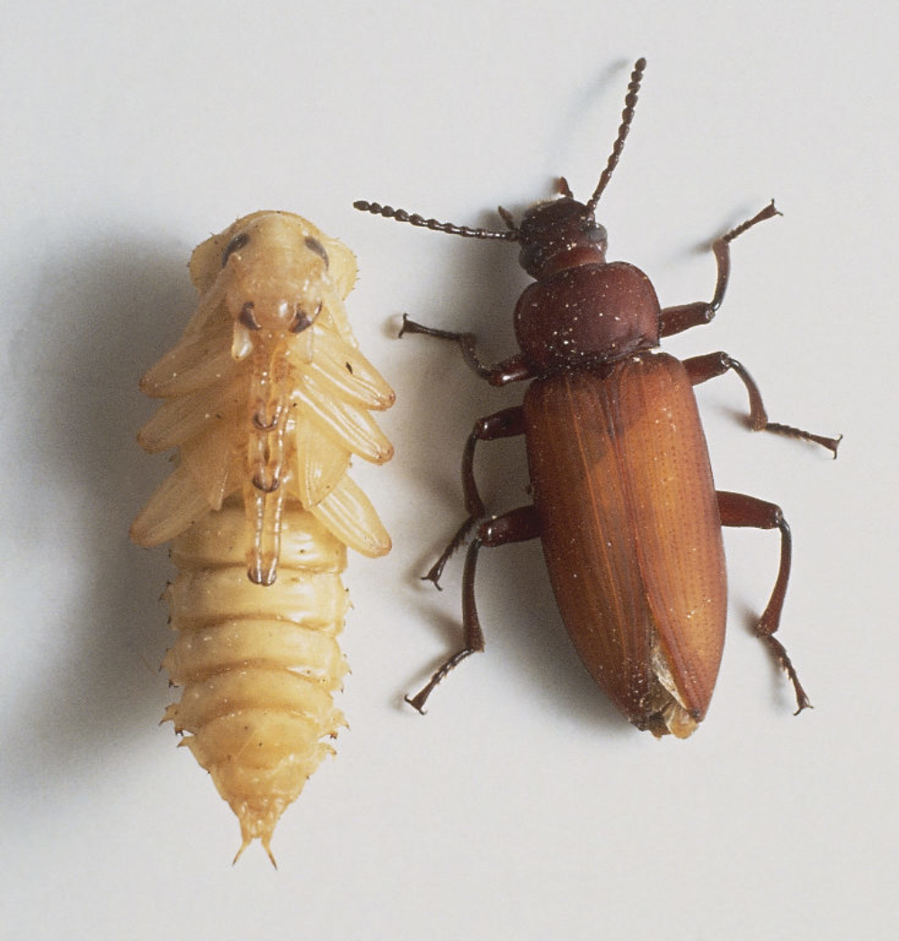  p>拟步甲科是属昆虫纲鞘翅目中的一科,世界性分布,以沙漠干旱地区多