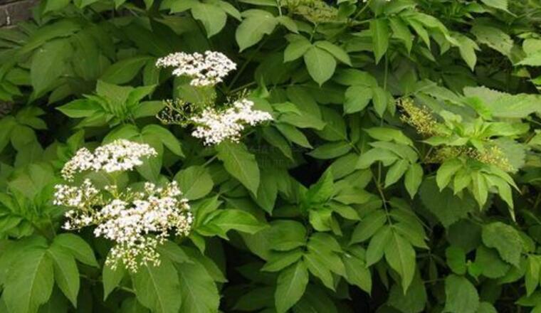  p>大臭草是属于 a href="#" data-lemmaid="15788649">禾本科臭草 /a