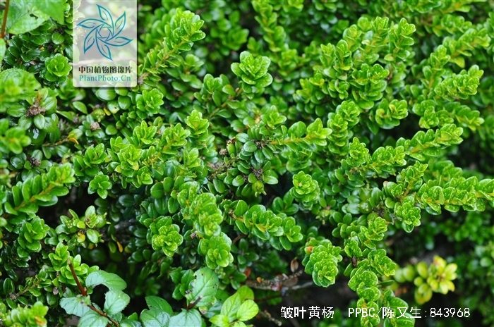  p>皱叶黄杨,(拉丁学名:buxus rugulosa hatusima),黄杨科黄杨属植物