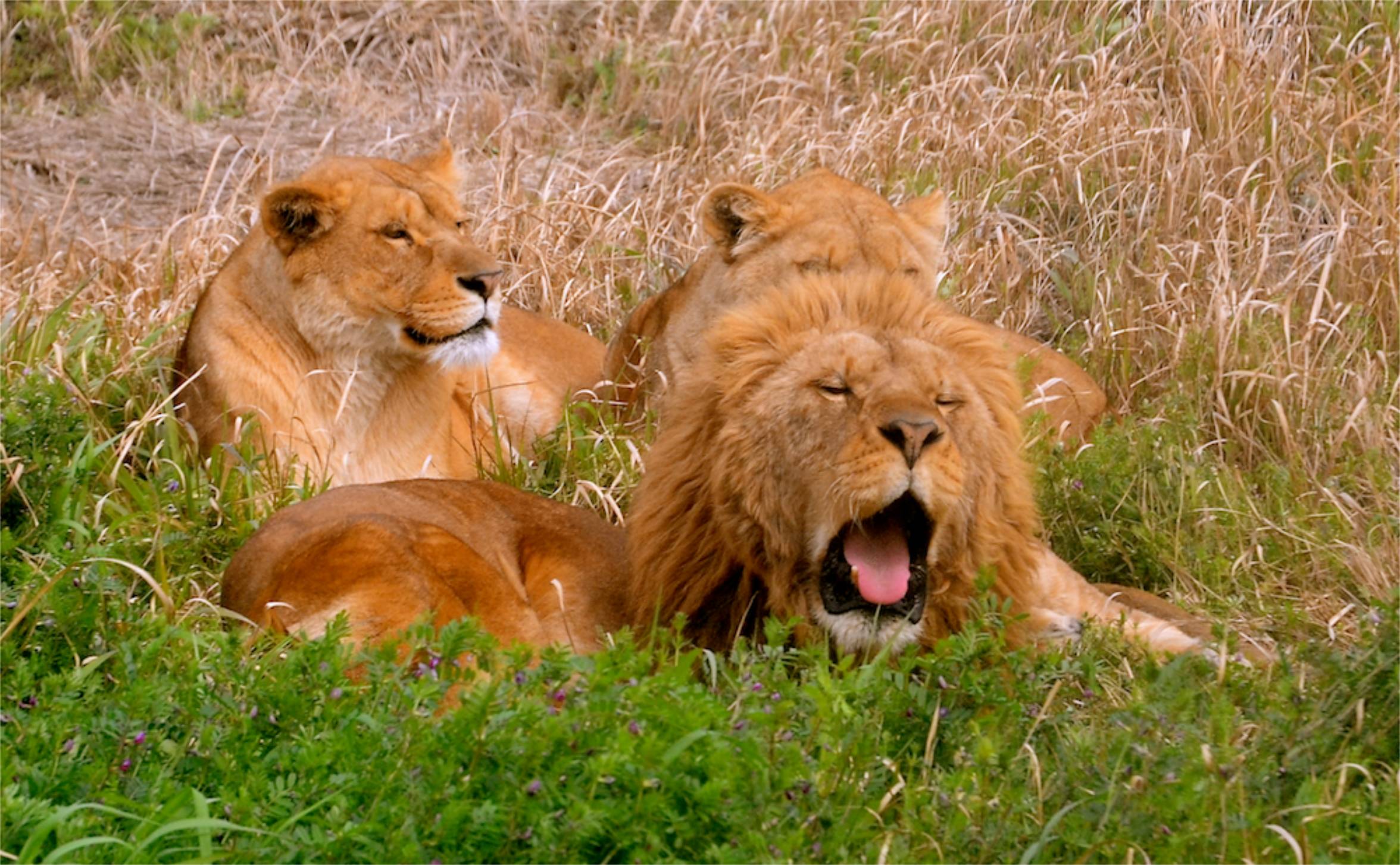  p data-id="gnterwdvnb">上海野生动物园 i>(shanghai wild animal