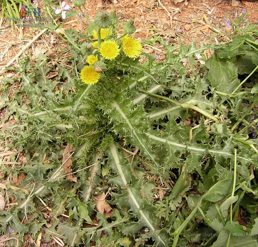 prickly sowthistle