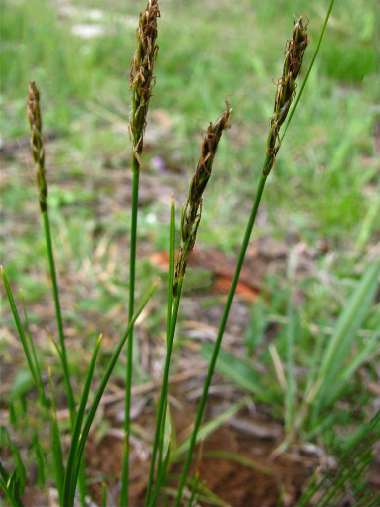  p>四川嵩草(学名: i>kobresia setschwanensis /i> hand.-mazz.