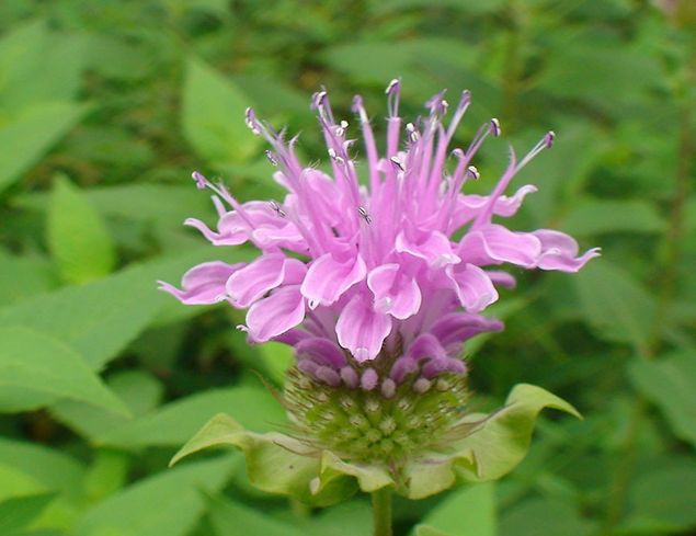 也叫 a target="_blank" href="/item/马薄荷/7807552" data-lemma