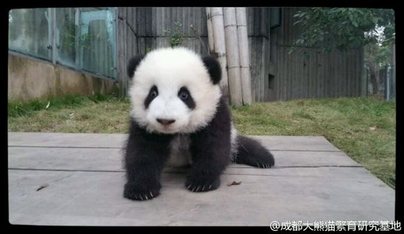 大熊猫萌兰