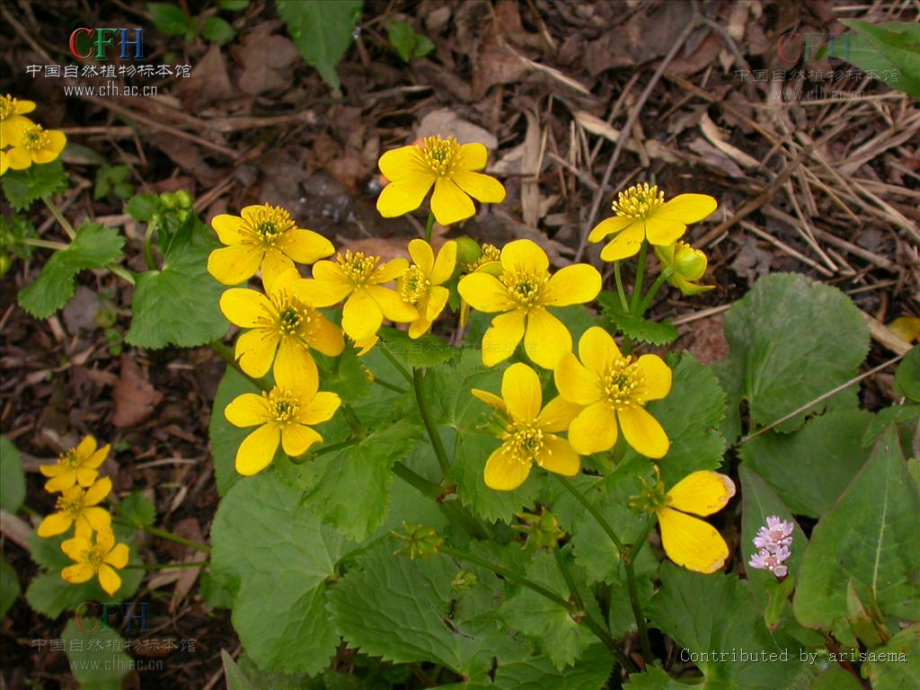  p>驴蹄草属多年生草本植物,有须根.茎不分枝或具少数分枝.