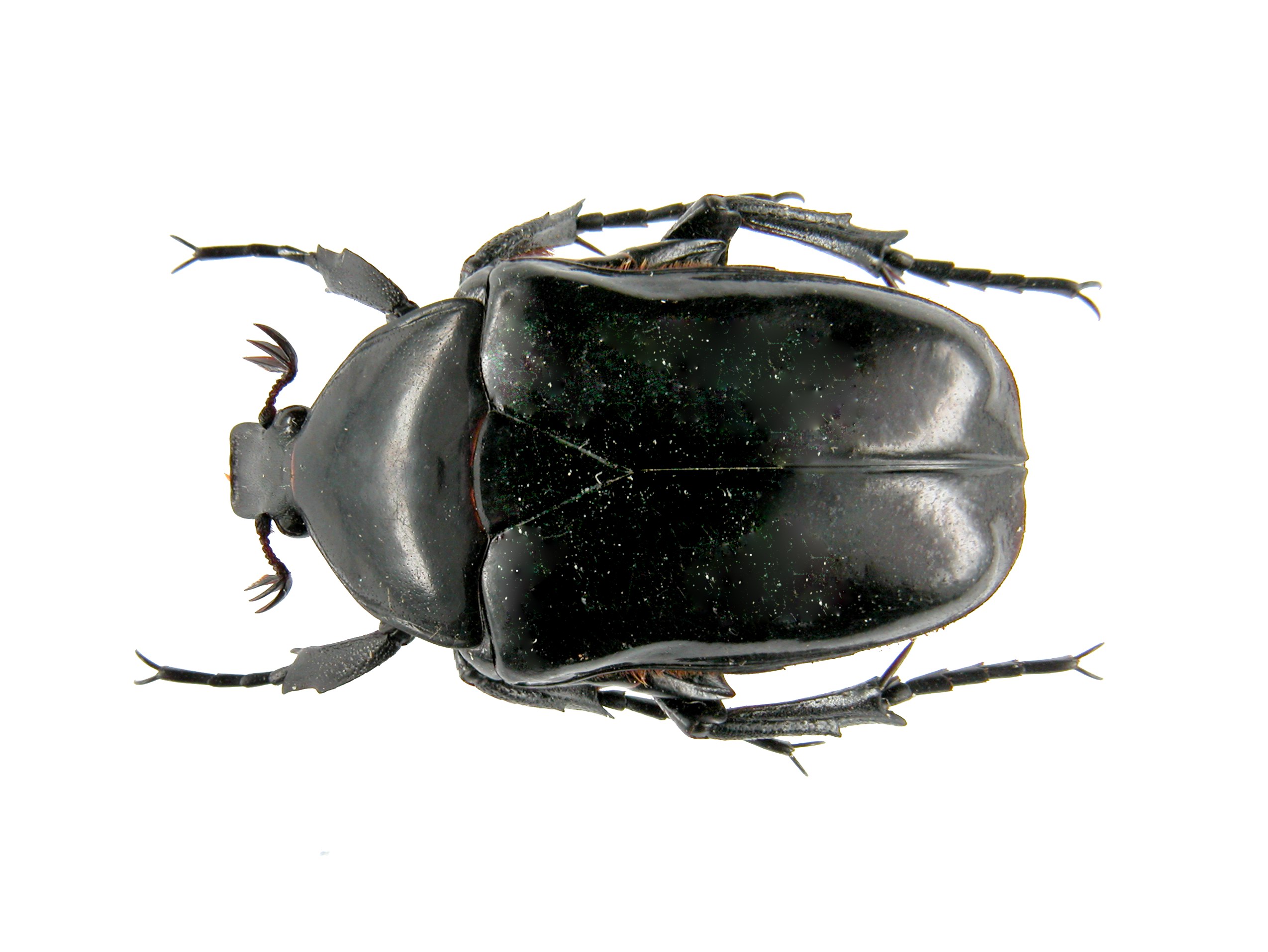 宝岛细脚骚金龟