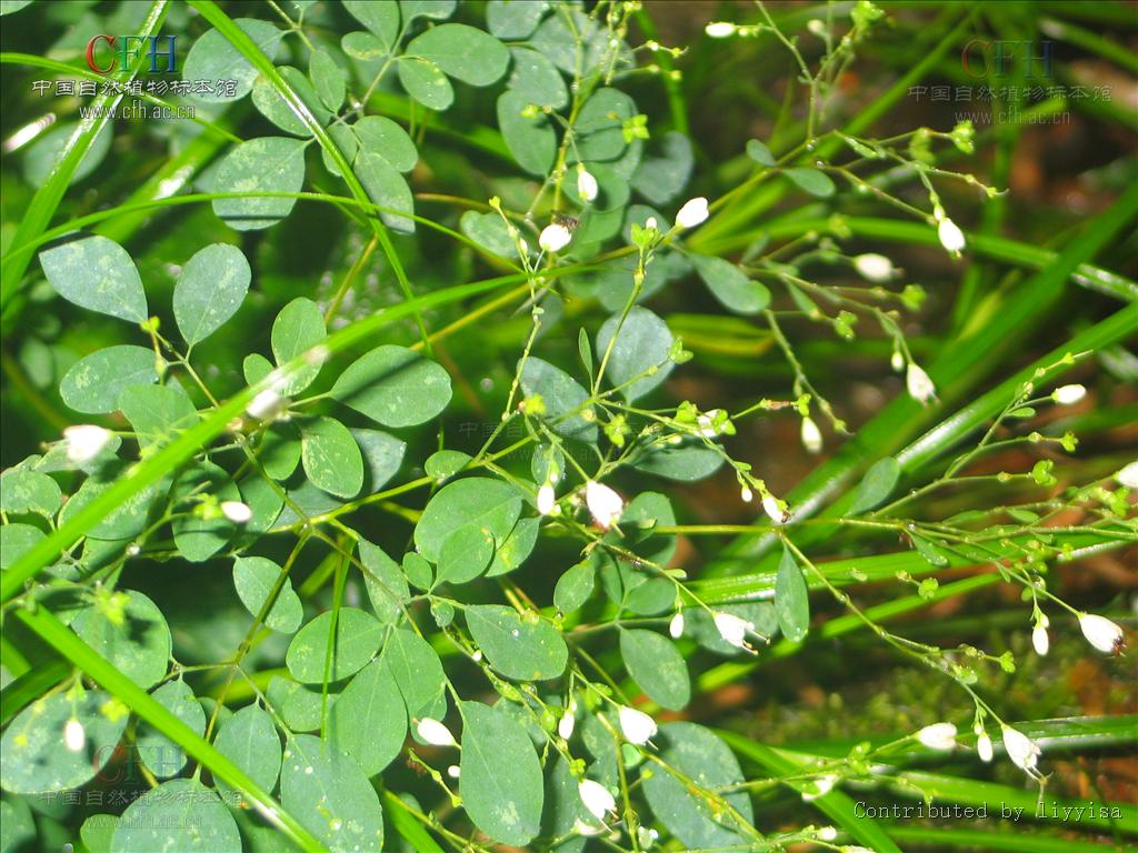  p> a target="_blank" href="/item/石椒草属/3214471" data-lemmaid