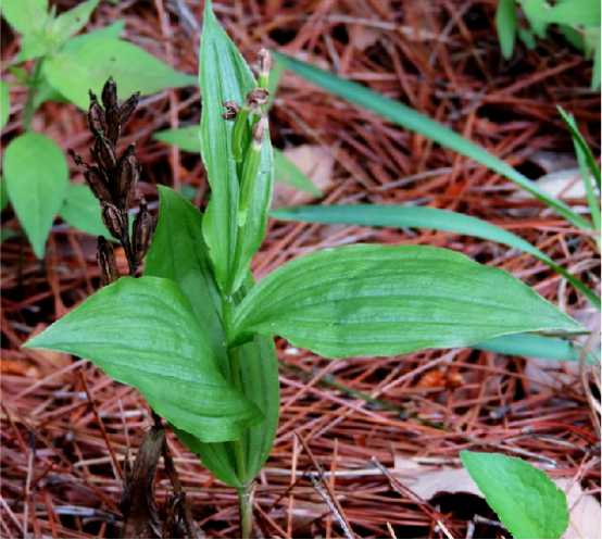  p>银兰,中药名.为兰科植物银兰 i>cephalanthera erecta  /i>(thunb.