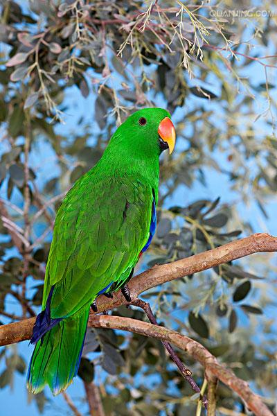  p>华贵折衷鹦鹉(学名:eclectus roratus roratus)是折衷鹦鹉的指名