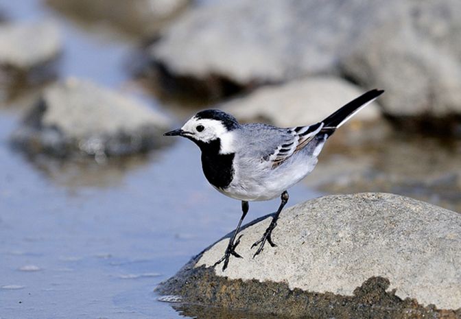  p> b>白鹡鸰(学名: /b> b> i>motacilla alba /i> /b> b>): /b>是雀