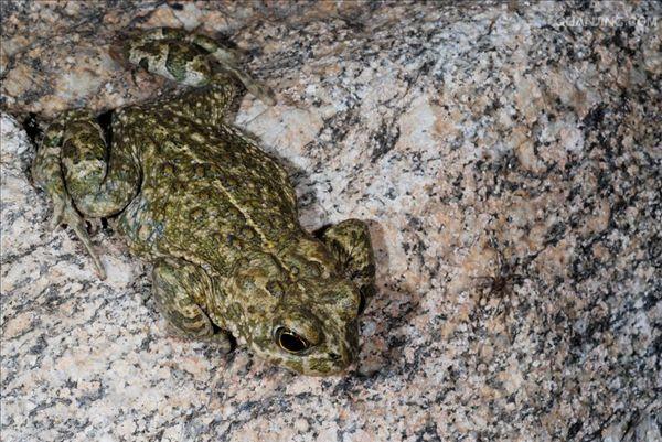  p>蟾蜍,也叫 a target="_blank" href="/item/蛤蟆">蛤蟆 /a>há ma