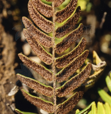 tryon)是裸子蕨科,金毛裸蕨属植物.