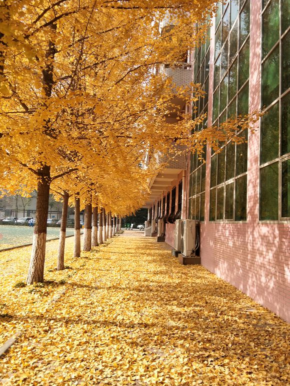  p>新乡市第二中学(xinxiang no.