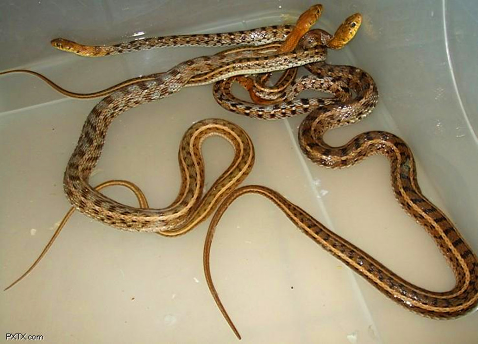  p>草腹链蛇(学名:amphiesma stolata)为 a href="#">蛇亚目 /a> a